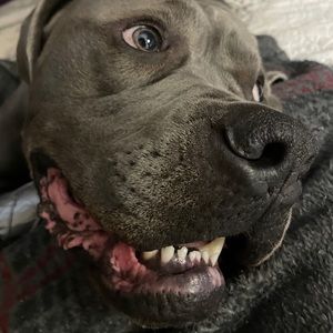 Meet your Posher, Lily